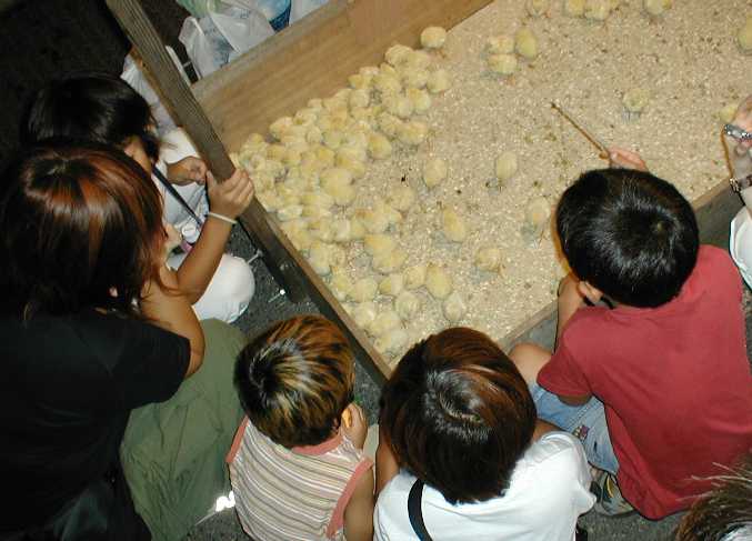 danjiri15chicks.jpg